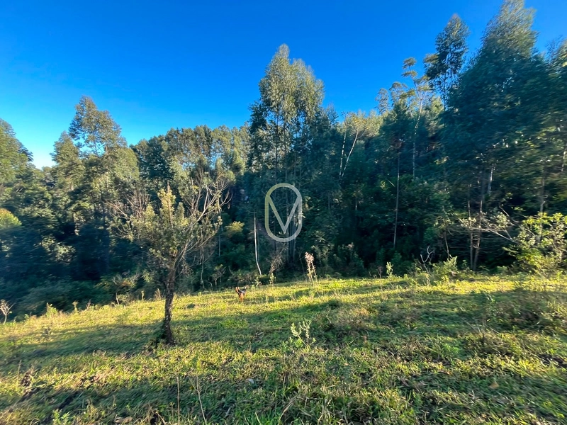 Terreno de 4.8 hec á Venda bairro Bom Jesus em Armazém-SC: 1ª foto da galeria de imagens do imóvel