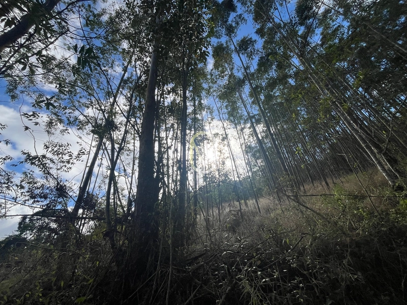 Terreno de 7 hectares á Venda no bairro Santa Terezinha em Armazém-SC: 29ª foto da galeria de imagens do imóvel