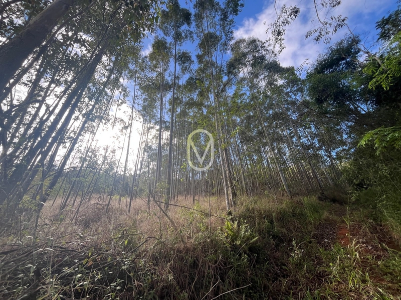 Terreno de 7 hectares á Venda no bairro Santa Terezinha em Armazém-SC: 28ª foto da galeria de imagens do imóvel
