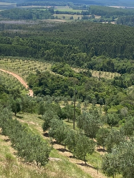 Fazenda de oliveiras a venda Barra do Ribeiro: 24ª foto da galeria de imagens do imóvel