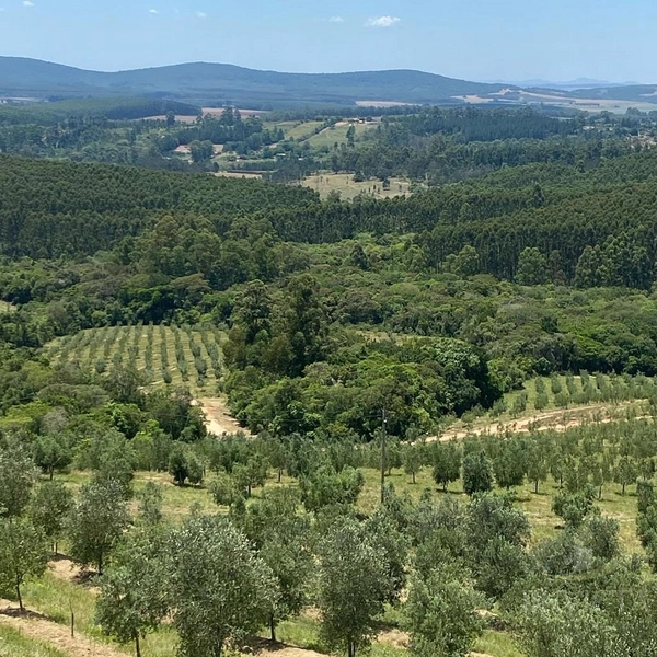 Fazenda de oliveiras a venda Barra do Ribeiro: 23ª foto da galeria de imagens do imóvel