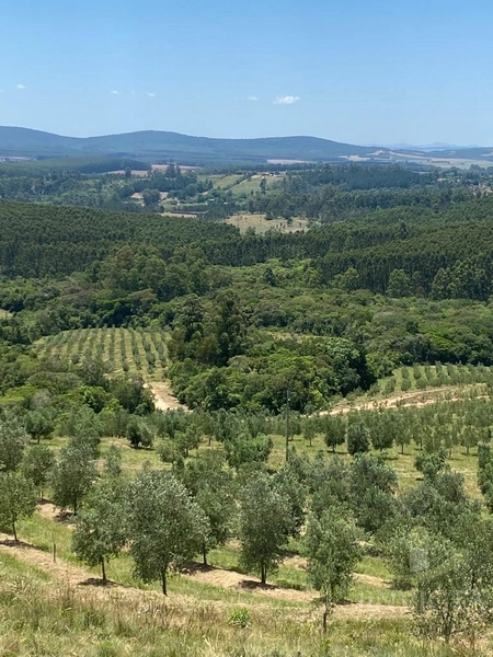 Fazenda de oliveiras a venda Barra do Ribeiro: 3ª foto da galeria de imagens do imóvel