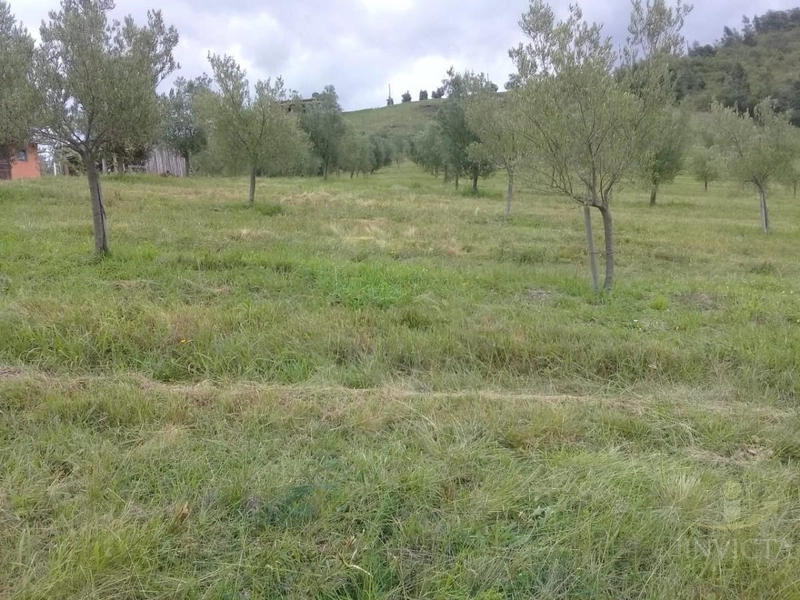Fazenda de oliveiras a venda Barra do Ribeiro: 22ª foto da galeria de imagens do imóvel
