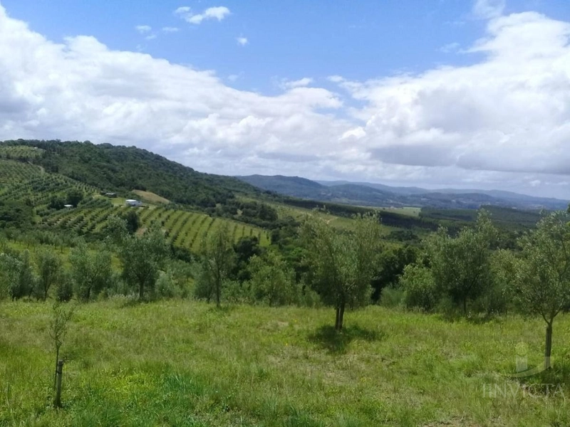 Fazenda de oliveiras a venda Barra do Ribeiro: 25ª foto da galeria de imagens do imóvel