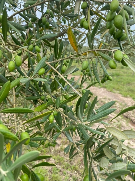 Fazenda de oliveiras a venda Barra do Ribeiro: 21ª foto da galeria de imagens do imóvel