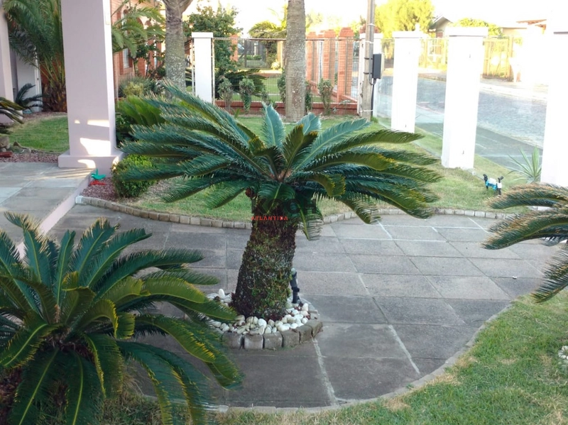 Casa térrea, com 04 dormitórios, em Atlântida: 3ª foto da galeria de imagens do imóvel