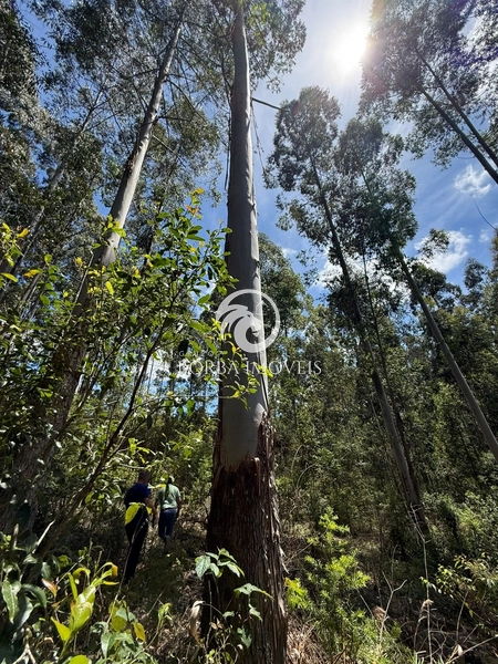 : 7ª foto da galeria de imagens do imóvel