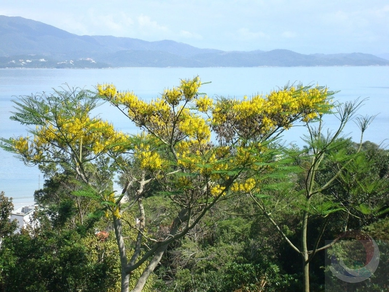 Terreno com vista panorâmica parao mar Jurerê: 2ª foto da galeria de imagens do imóvel