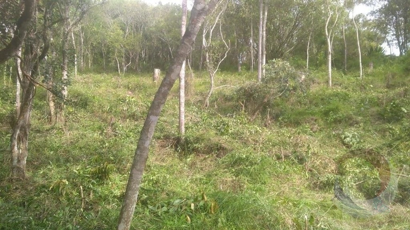 Terreno à venda em Florianópolis, Bairro João Paulo: 7ª foto da galeria de imagens do imóvel