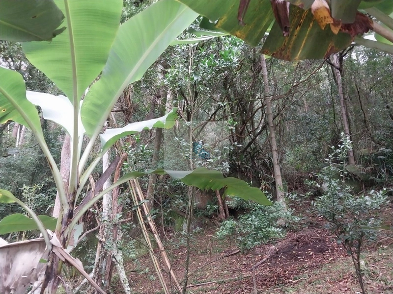 Terreno à venda em Florianópolis: 14ª foto da galeria de imagens do imóvel