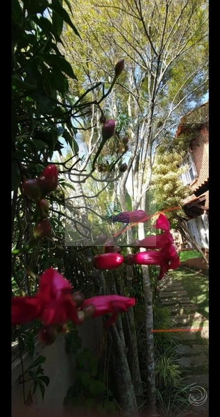 Casa à venda em Canasvieiras, Florianópolis - SC: 30ª foto da galeria de imagens do imóvel