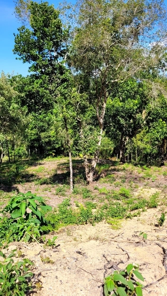 TERRENO PARA CHÁCARA EM NOVA TRENTO/SC: 6ª foto da galeria de imagens do imóvel