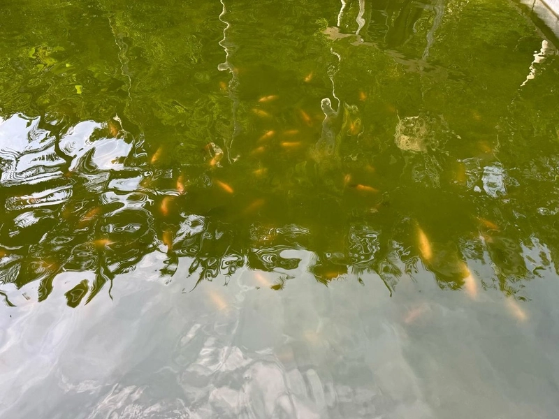 Acorde todos os dias cercado pela natureza desse sítio inspirador: 36ª foto da galeria de imagens do imóvel
