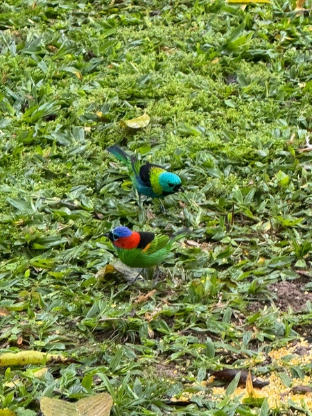 Imóvel rural que conecta você à Natureza e à tranquilidade,em IndaiaL: 37ª foto da galeria de imagens do imóvel