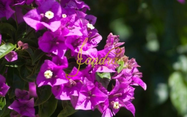 4ª foto do condomínio