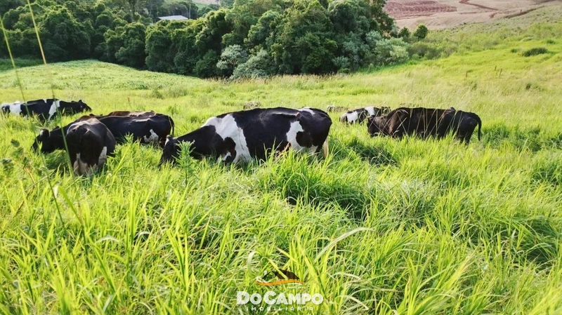 : 8ª foto da galeria de imagens do imóvel