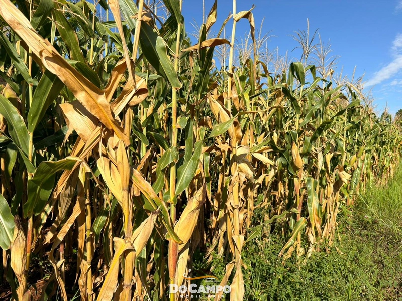 : 17ª foto da galeria de imagens do imóvel