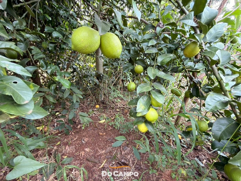 : 19ª foto da galeria de imagens do imóvel