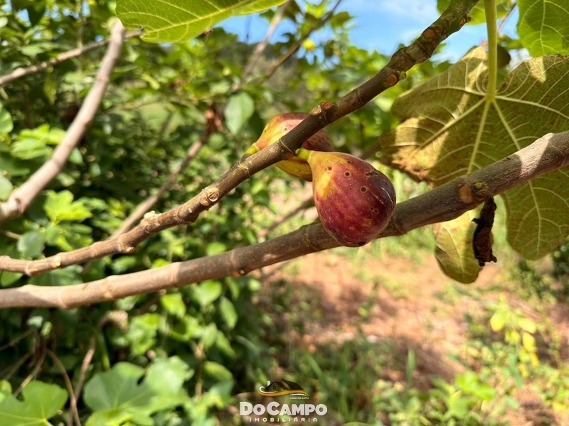 : 29ª foto da galeria de imagens do imóvel