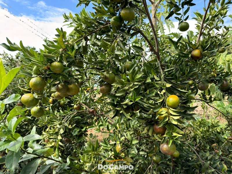 : 31ª foto da galeria de imagens do imóvel