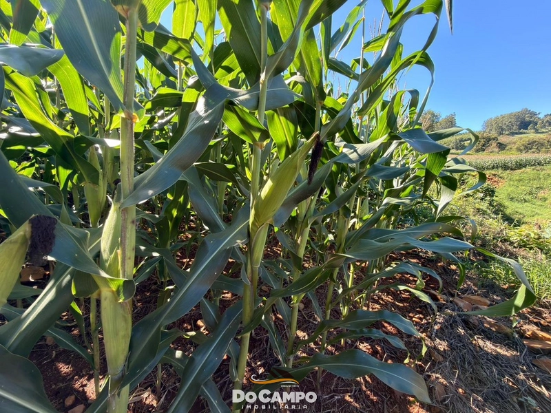 : 13ª foto da galeria de imagens do imóvel