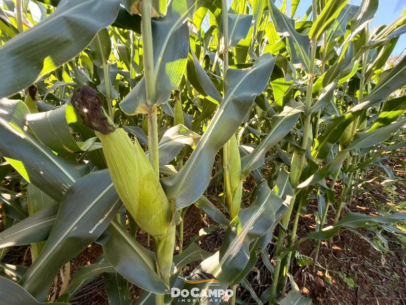 : 11ª foto da galeria de imagens do imóvel