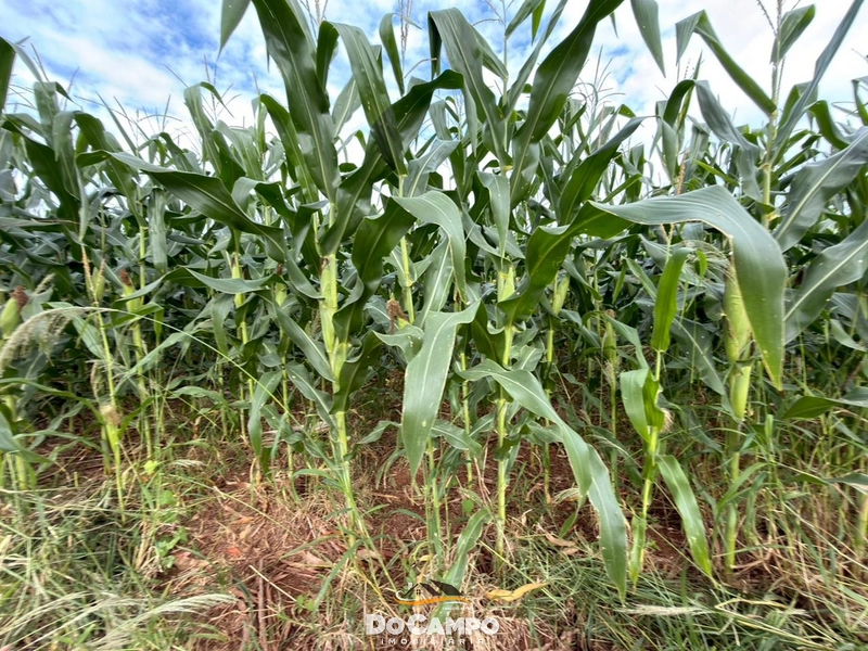 : 14ª foto da galeria de imagens do imóvel