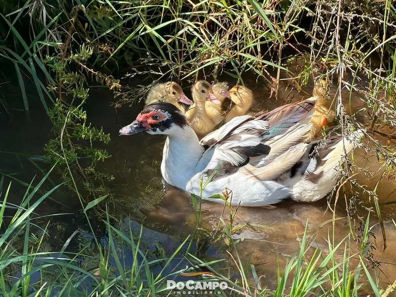 : 27ª foto da galeria de imagens do imóvel