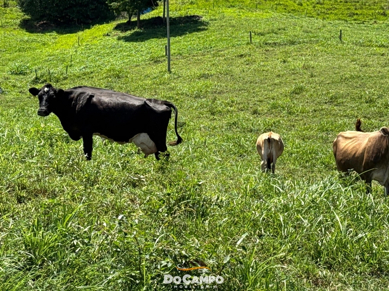 : 13ª foto da galeria de imagens do imóvel