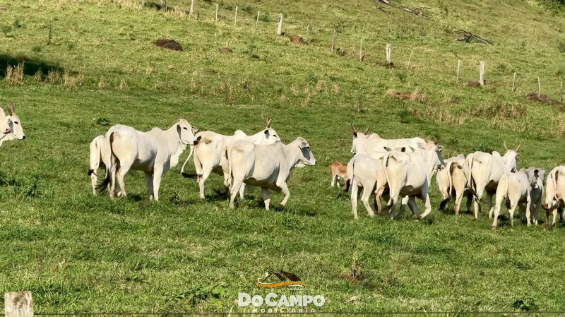 : 6ª foto da galeria de imagens do imóvel
