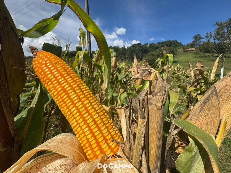 : 12ª foto da galeria de imagens do imóvel
