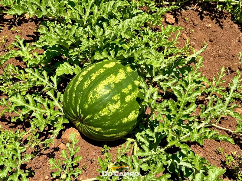 : 26ª foto da galeria de imagens do imóvel