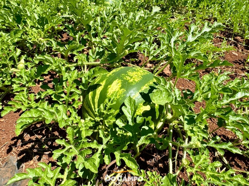 : 24ª foto da galeria de imagens do imóvel