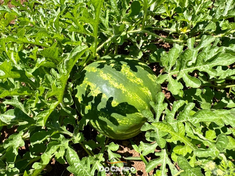 : 25ª foto da galeria de imagens do imóvel