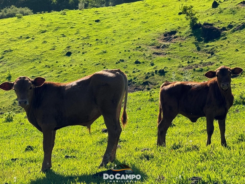 : 47ª foto da galeria de imagens do imóvel