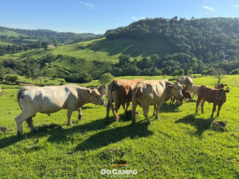 : 48ª foto da galeria de imagens do imóvel