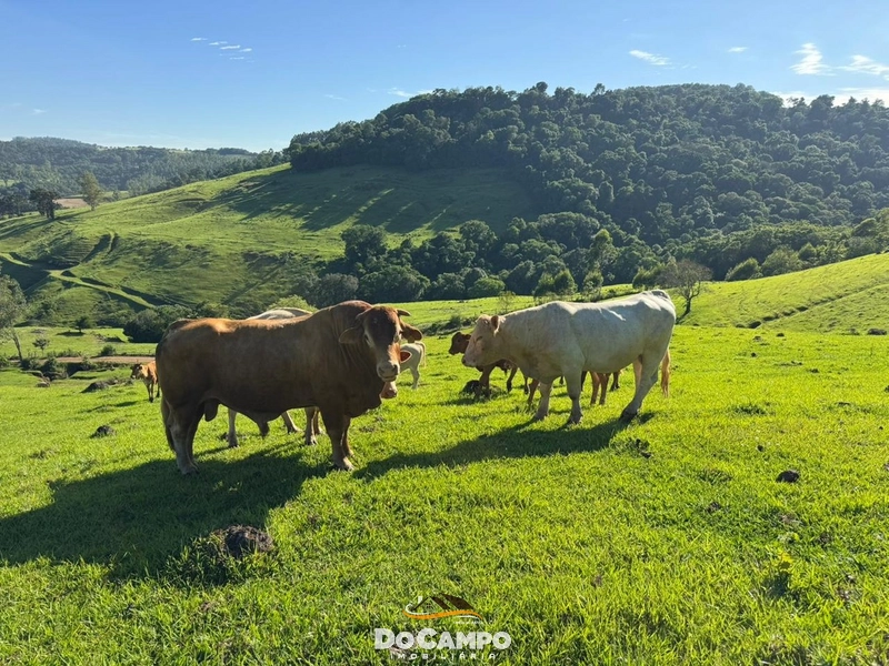 : 46ª foto da galeria de imagens do imóvel