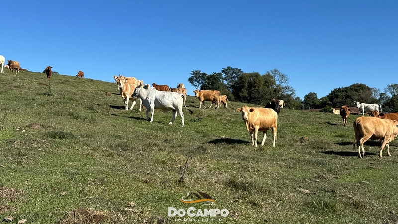 : 29ª foto da galeria de imagens do imóvel