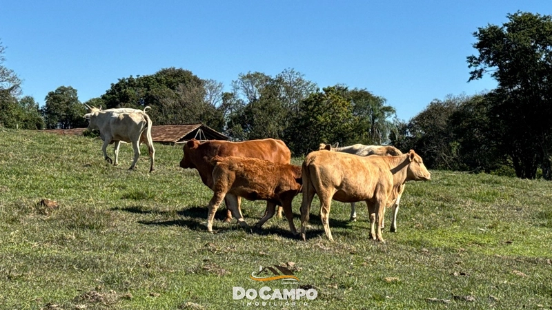 : 26ª foto da galeria de imagens do imóvel