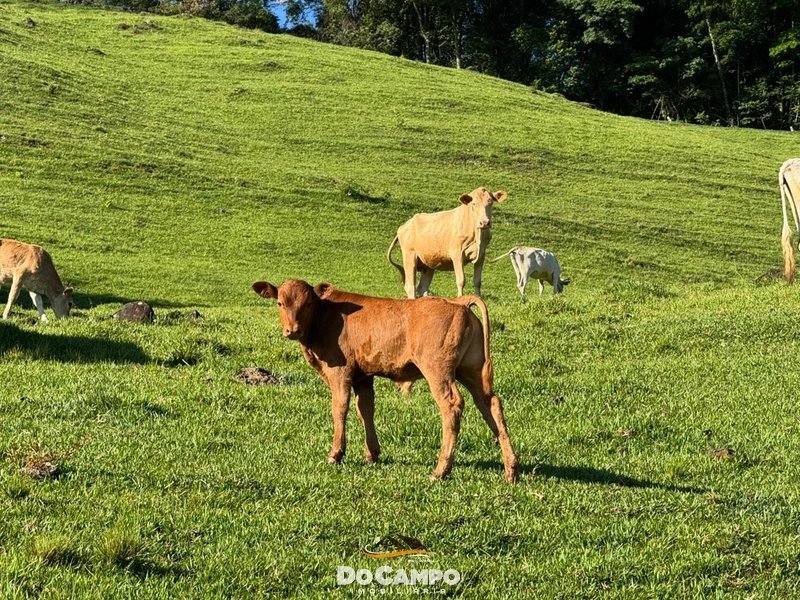 : 45ª foto da galeria de imagens do imóvel