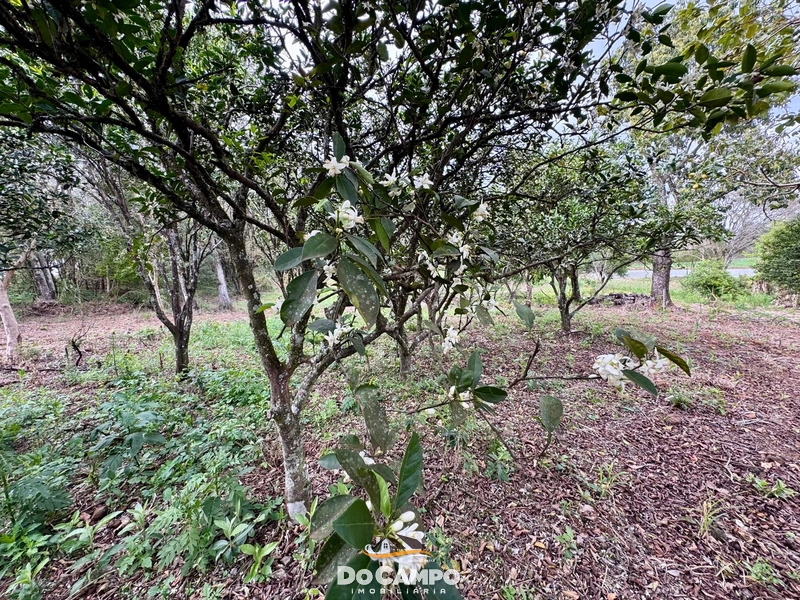 Chácara á Venda: 4ª foto da galeria de imagens do imóvel