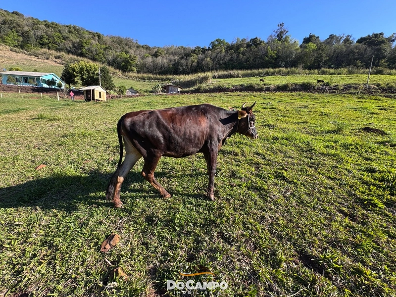: 51ª foto da galeria de imagens do imóvel