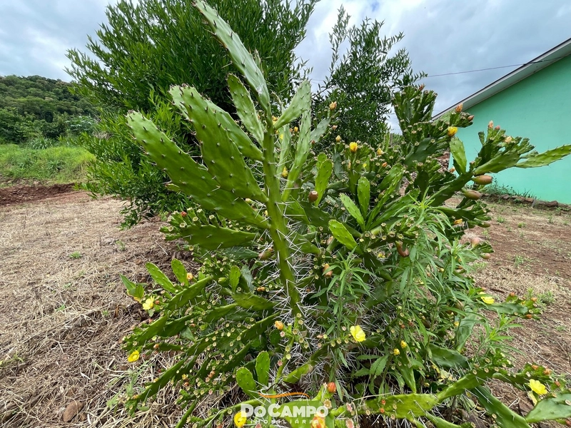 : 14ª foto da galeria de imagens do imóvel