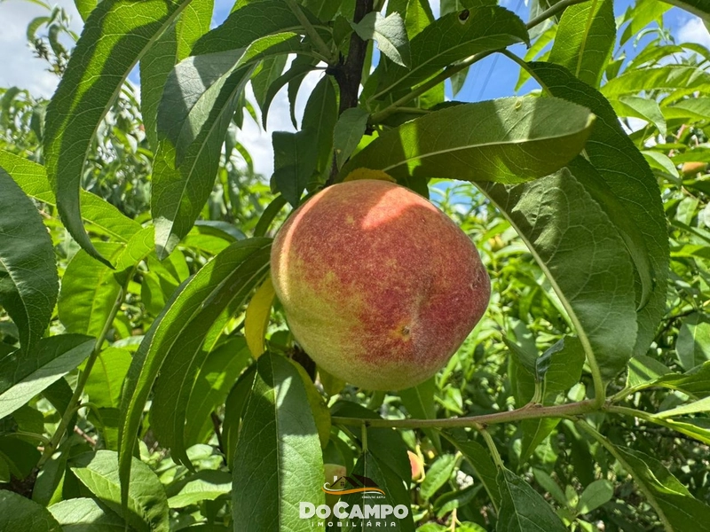 : 5ª foto da galeria de imagens do imóvel