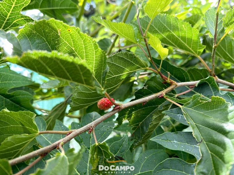 : 24ª foto da galeria de imagens do imóvel