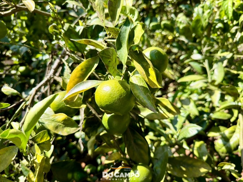 : 11ª foto da galeria de imagens do imóvel