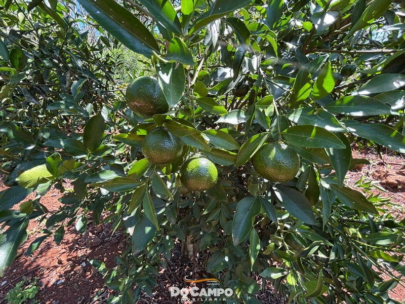 : 19ª foto da galeria de imagens do imóvel