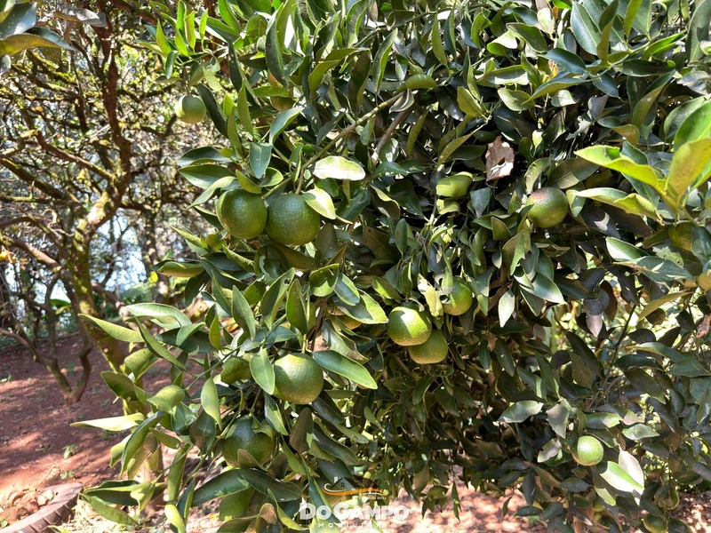 : 12ª foto da galeria de imagens do imóvel