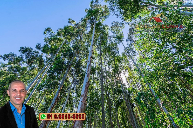 Sítio à Venda em Santo Antônio da Patrulha: 34ª foto da galeria de imagens do imóvel