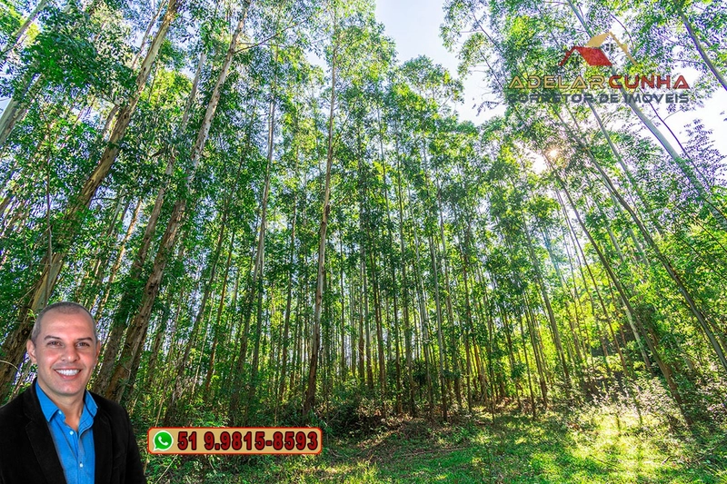Sítio à Venda em Santo Antônio da Patrulha: 24ª foto da galeria de imagens do imóvel